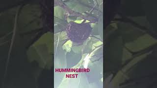 Hummingbird Nest