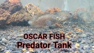 Oscar Tiger Fish | Predator Fish Tank