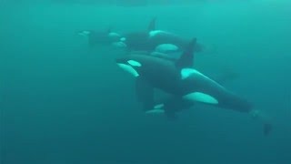 Orca Norway | A Freedive4u Short