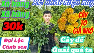 Mai vàng giá rẻ p9 ☎️0357289792 Gặp Cu tí 🌲 Xã hàng lô mai vàng giá 30k số lượng lớn 🌲