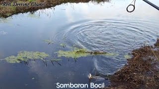 Niat mancing ikan gabus,tapi apa daya hanya jalan-jalan melihat indahnya sore!!!