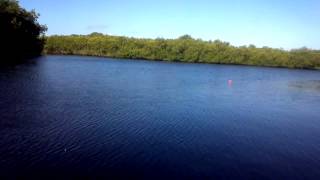 Mangrove Fishing