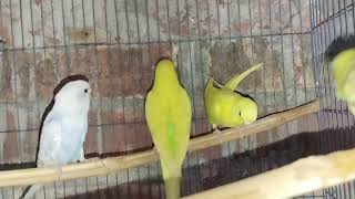 Budgies singing || good morning budgies