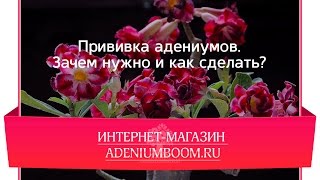 Прививка адениумов Зачем нужна и как сделать?