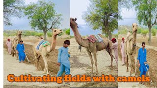 Why This Desert is Home to the Most Advanced Camels