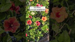 Wholesale Flower Plant Market Kolkata Muchisha Nursery biggest plant Market