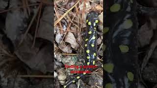 Finding a spotted salamander @dayhikingandherpingdudes