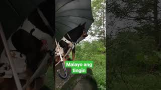 Malayo ang tingin #dog #doglover #shortvideo #viral