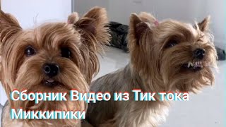 Сборник видео из Тик тока Миккипики (MIKKIPIKI)