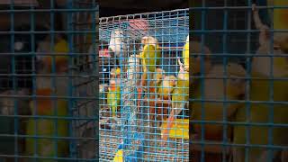 Birds Market || #viralvideo #kolkata #viralshort #tranding #birds #comment #like #share