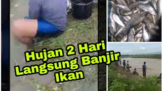 Banjir Ikan Mobal Di Sungai Waduk Gajah Mungkur Wonogiri || Betal Lawas Banjir Ikan Lagi