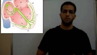 Conduction Velocities in the Heart (Physiology 2nd Year) - AbdulRahman Ismaiel