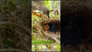 Bird feed #birds #nature #shorts