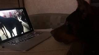 Doberman watches Dad that passed away on laptop