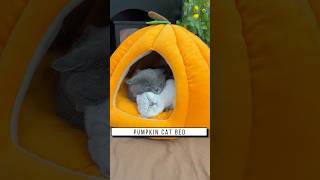 Pumpkin cat bed, Link is on bio or copy:www.niopets.com