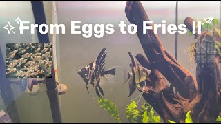 Angelfish breeding in 4ft aquarium | Angelfish | Zebra angel | Marbel angel #4k #aquarium #angelfish