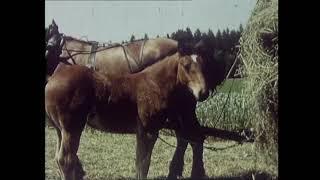 Peter Moser - Hidden modernisers made visible: Working animals in the European rural film production