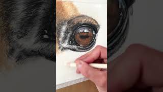 Horse‘s eye by Sam Clift using Polychromos Colour Pencil