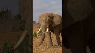 African Elephant #shorts