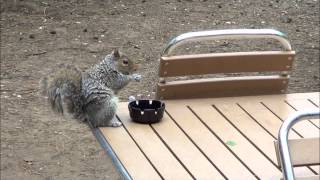 Squirrel needs biscuit