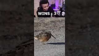 Watch this bird do the plug walk😂