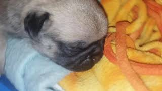 Pugs! I just love baby Pugs! Not for viewing by children as per youtube guidelines I guess.