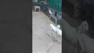 Goat Farming