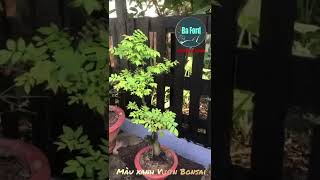 Màu xanh góc nhỏ Bonsai Ngày Chủ Nhật