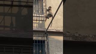 Hercules Monkey |  Ghodbunder Village | #shorts | #animal lover