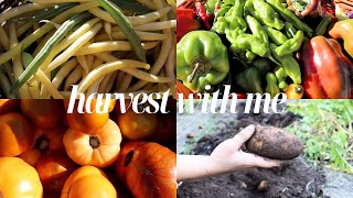 A September Homestead Garden Harvest | Harvest With Me