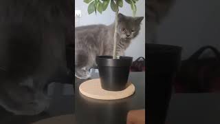 confused 😵 "Is it real or fake"🍃 #trending #shorts #viral #cute #cat #persiancat #pet #love #status