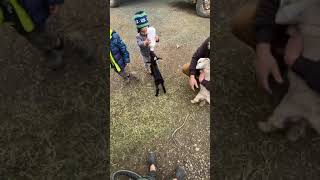 Feeding the baby goats