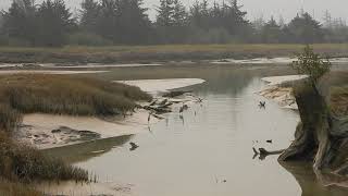 Heron and otters catching some fish in the Squamish Estuary