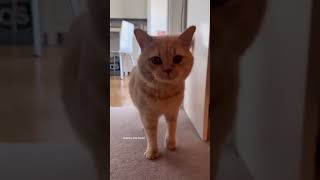 2 stretches today | day 34 #catlover #catvideos #britishshorthair