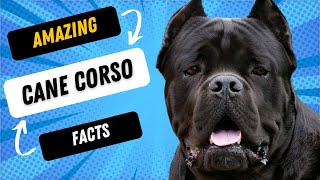 Did You Know This About The Cane Corso?!