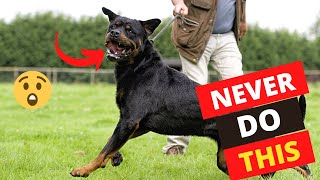 Never Repeat These Mistakes while Training a Rottweiler