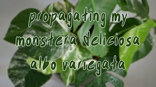 HOW TO PROPAGATE | monstera deliciosa albo variegata