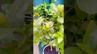 Lemon Tree