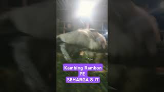 kambing RAMBON PE  seharga 8 jt terbaru