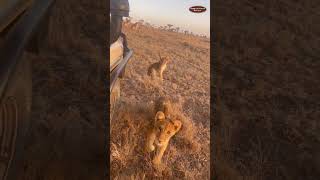 Curious lion cub near Porini Rhino Camp in Ol Pejeta Conservancy #magicalkenya #lions  #shorts