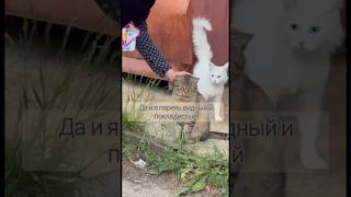 🔹Мои друзья с мусорки❗️ #котик