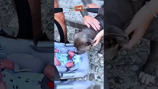 Gentle Pitbull Meets Newborn Baby And Babysits🥹❤️ #animalshorts #animalrescue #shortsfeed #dogs