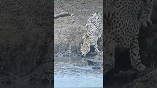 Crocodile attacking Cheetah and Lion. #wildlife #shorts