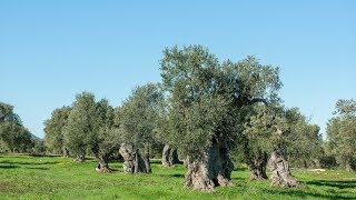 The Ancient Olives of Puglia Italy