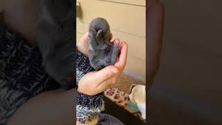 rabbit baby #rabbit #rabbits #bunny #bunnies #shortsvideo #youtubeshorts #shorts #trending #pets