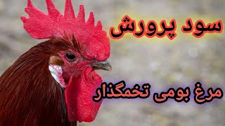 سود مرغ محلی تخمگذار , آموزش پرورش مرغ محلی  , مرغ بومی