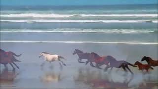 BEAUTIFUL WILD HORSES RUNNING 1