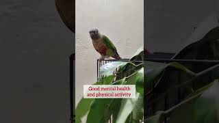 birds activity #shorts #birfs #parrot #parrot #entertainment #playful #activity #mypet #conure