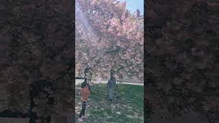 beautiful tree #cherryblossom #godscreations #shorts