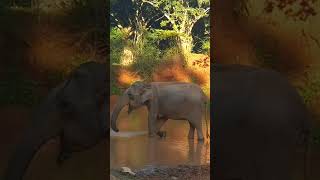 YALA NATIONAL PARK WILDLIFE SIGHTINGS: Elephant drinking water #wildlifewonders #shorts #elephant